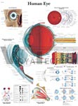 Human Eye - Anatomical Chart